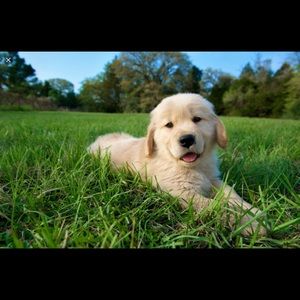 Meet your Posher, Lexi